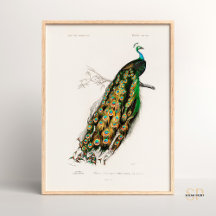Dibujo vintage de Peafowl indio Charles d Orbigny