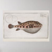 Dibujo zoológico de peces de origen retro puffy