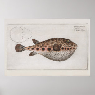 Póster Dibujo zoológico de peces de origen retro puffy