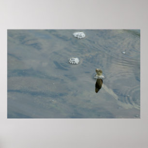 Póster Dice la serpiente saca la cabeza del agua