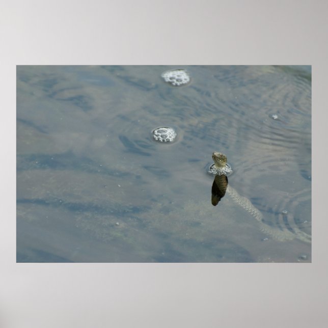 Póster Dice la serpiente saca la cabeza del agua (Frente)
