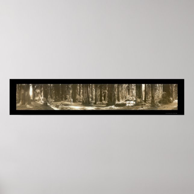 Póster Didwork Redwood Photo 1912 (Frente)