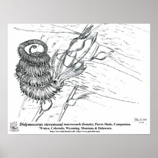 Póster Didymocreas stevensoni