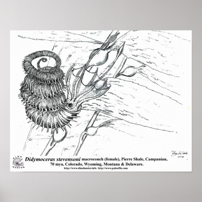 Póster Didymocreas stevensoni (Frente)