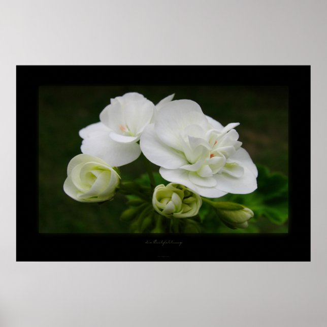 Póster die Entfaltung (Frente)