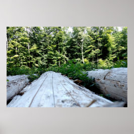 Póster Die Kraft des Waldes