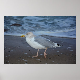 Póster Die Möwe