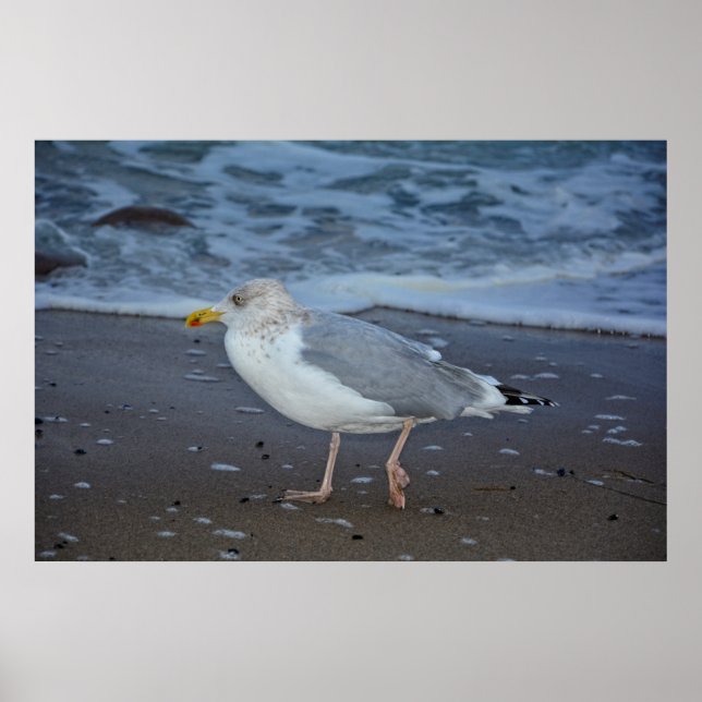 Póster Die Möwe (Frente)