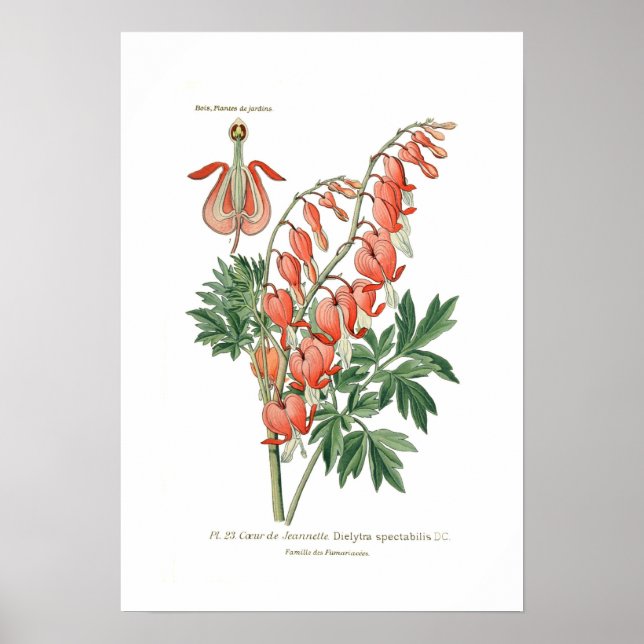 Póster Dielytra (Dicentra espectablis) (Frente)