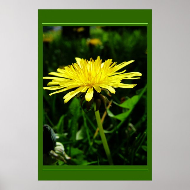 Póster Diente de león (Frente)