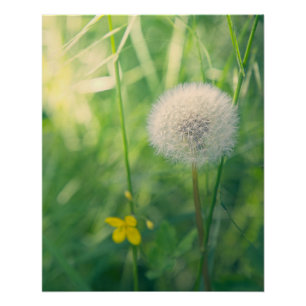 Póster Diente de león en un entorno verde con suave luz d