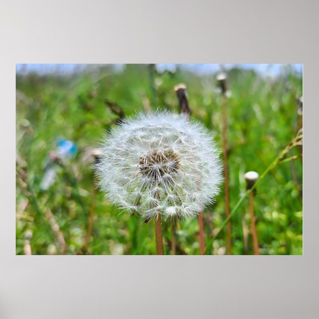 Póster Diente de León Perfecto – Fotografía Macro Botánic (Frente)