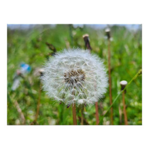 Póster Diente de León Perfecto – Fotografía Macro Botánic