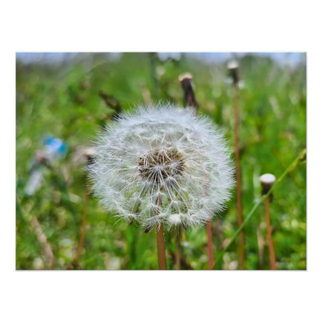 Póster Diente de León Perfecto – Fotografía Macro Botánic (Anverso)