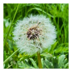 Póster Diente de León Silvestre Rumania Fotografía Macro 