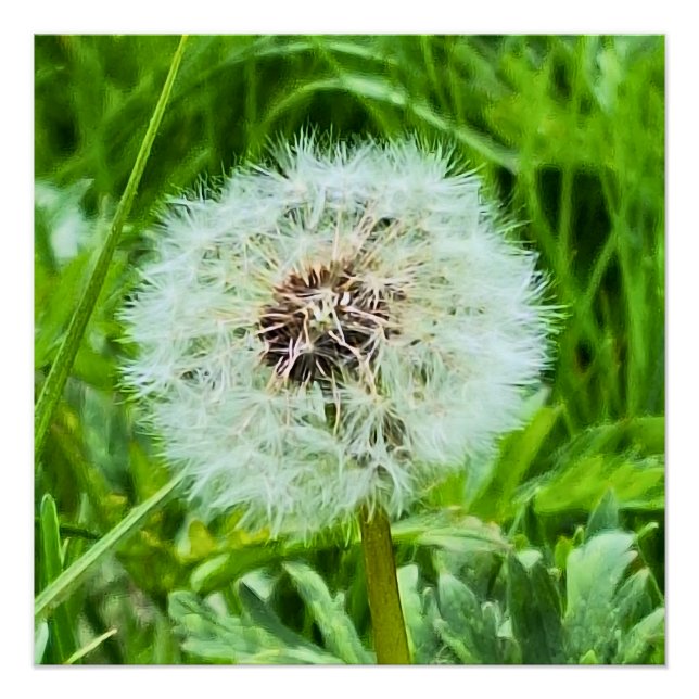 Póster Diente de León Silvestre Rumania Fotografía Macro  (Anverso)