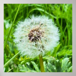 Póster Diente de León Silvestre Rumania Fotografía Macro 