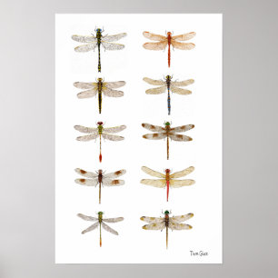 Póster Diez especies de libélula