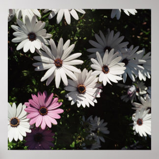 Póster Diferente y aún bello