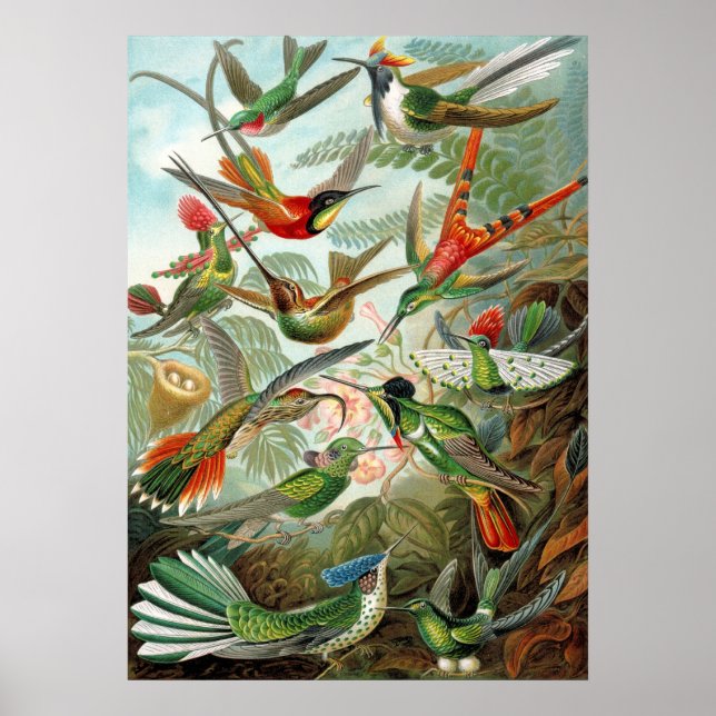 Póster Diferentes variedades de colibríes (Frente)