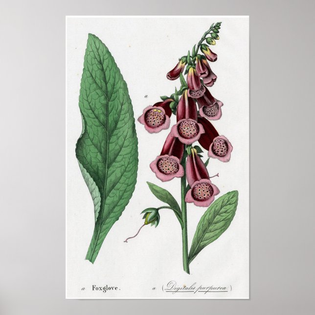 Póster Digitalis (Frente)