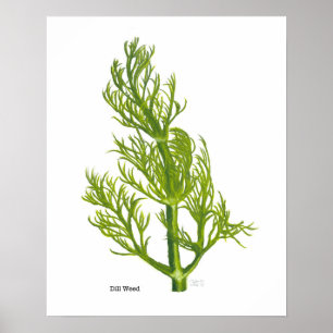 Póster Dill Poster