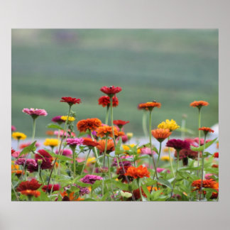 Póster Dillard Fields
