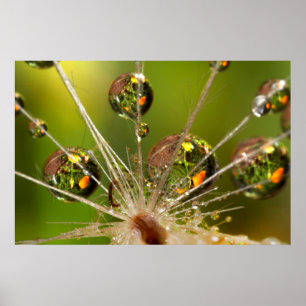 Póster Diluetas De Agua Y Dandelión