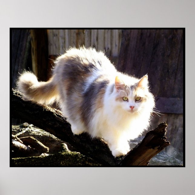 Póster Diluir Calico Maine Coon Cat Poster (Frente)