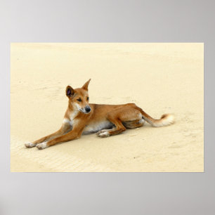 Póster Dingo en el salvaje