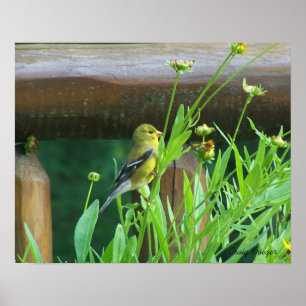 Póster Dining Goldfinch