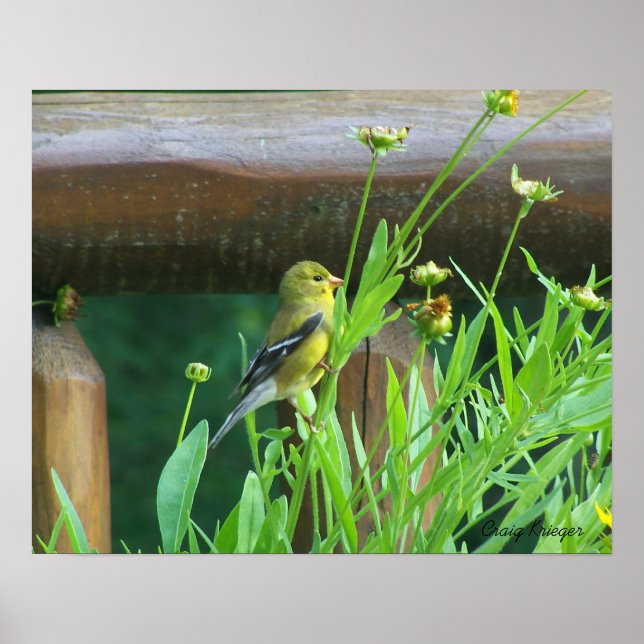 Póster Dining Goldfinch (Frente)