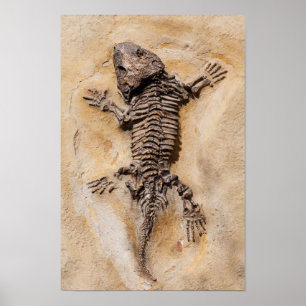 Póster Dinosaurio Fossil