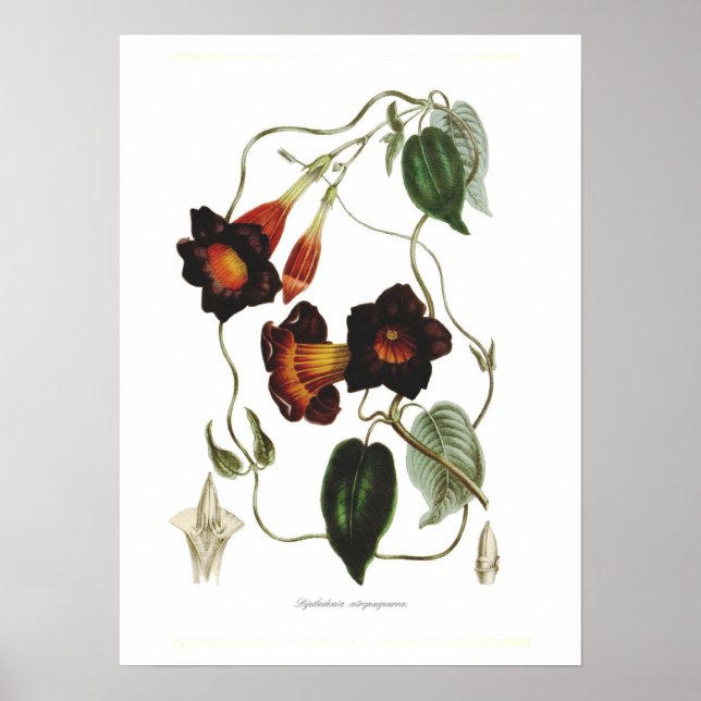 Póster Dipladenia atropurpurea (Frente)