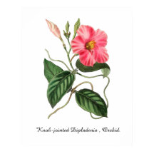 Dipladenia de articulaciones nudosas, Orquídea. 24