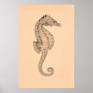 Póster Díptica I del caballo de mar del vintage