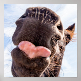 Póster Directamente de un animal grosero de caballo