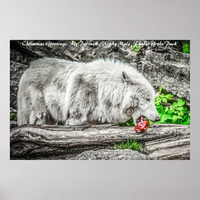 Póster Dirigente del paquete de saludos de Navidad (Frente)