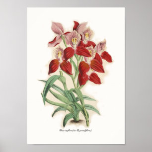 Póster Disa uniflora (como D grandiflora)