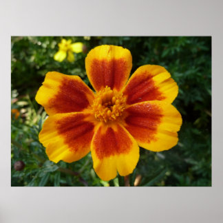 Póster Disco Marigold Orange and Red Summer Flower