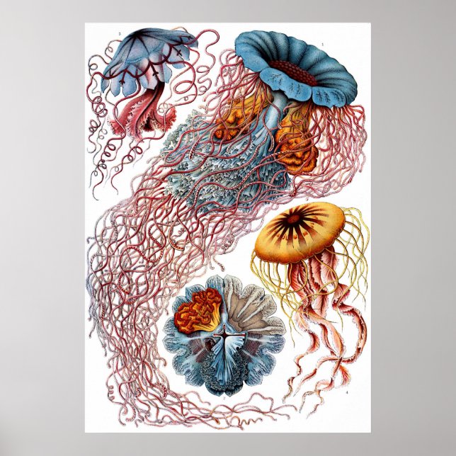 Póster Discomedusae (Frente)