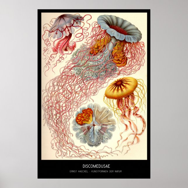 Póster Discomedusae - Plate 8 - Kunstformen der Natur (Frente)