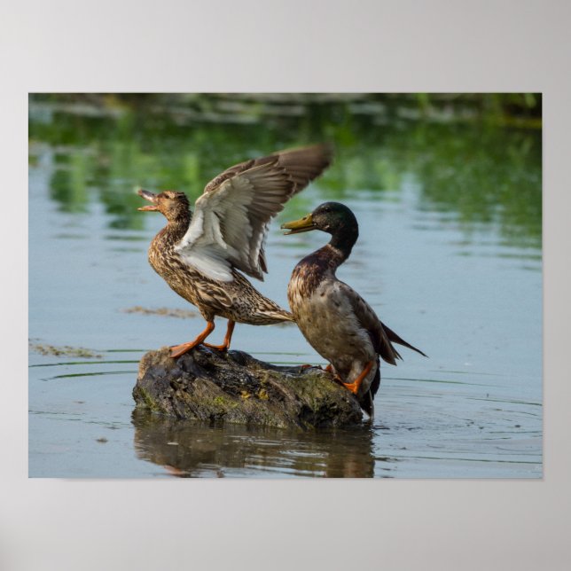 Póster Disculpa (Frente)