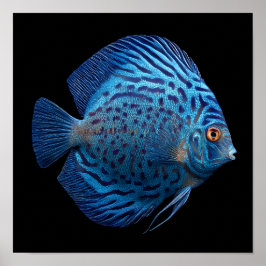Póster Discus Fish