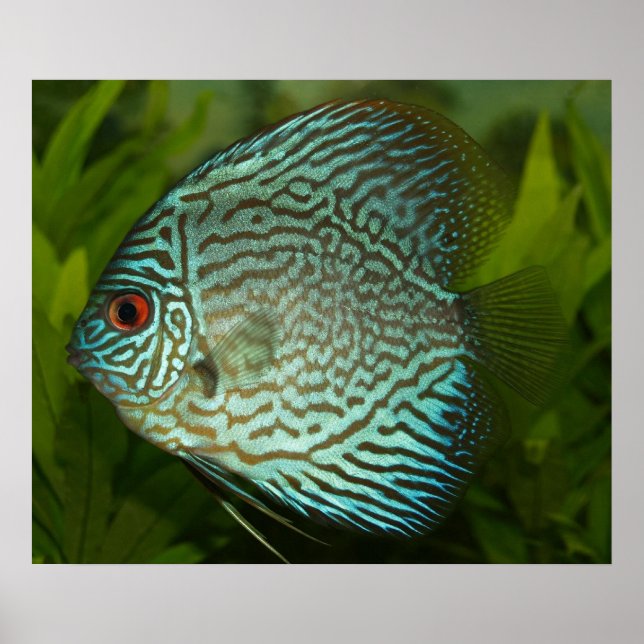 Póster Discus - Symphysodon aequifasciata (Frente)