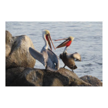 Discusiones pelícanas - ¿o fue un Chiste?