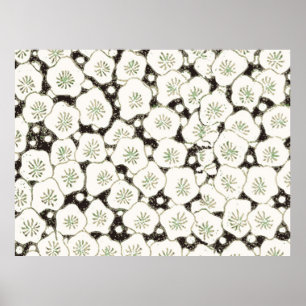 Póster Diseño Antiguo Flor Blanca Japonesa