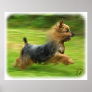 Póster Diseño australiano de Terrier sedoso