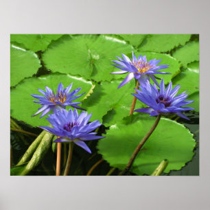 Póster Diseño Botánico Floral de Nenúfar Tropical
