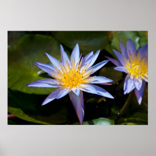 Póster Diseño Botánico Floral de Nenúfar Tropical